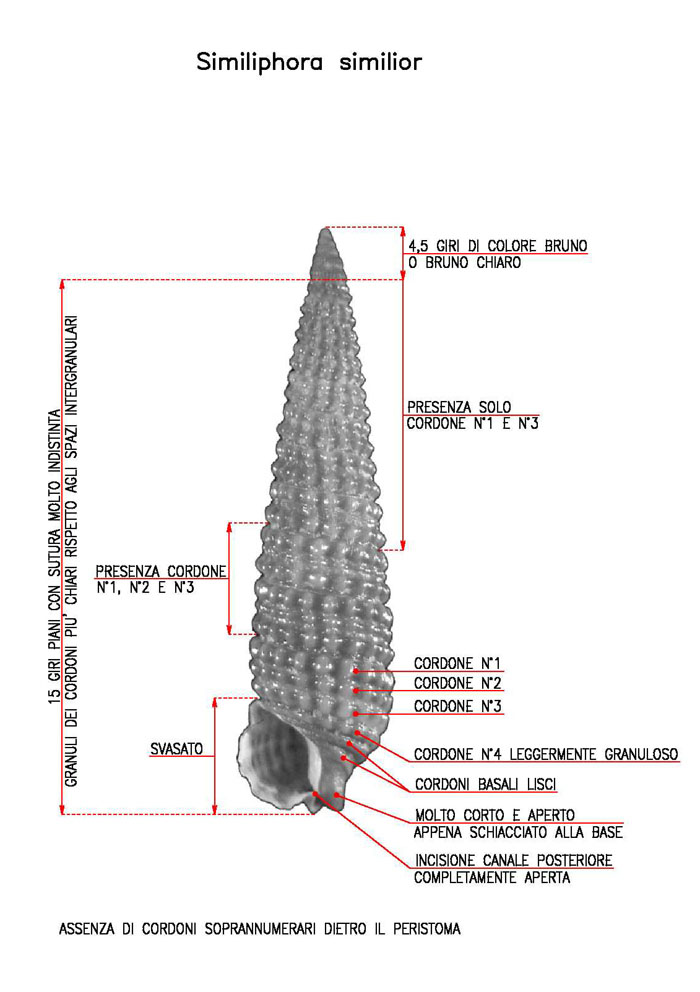 triphoridae 2